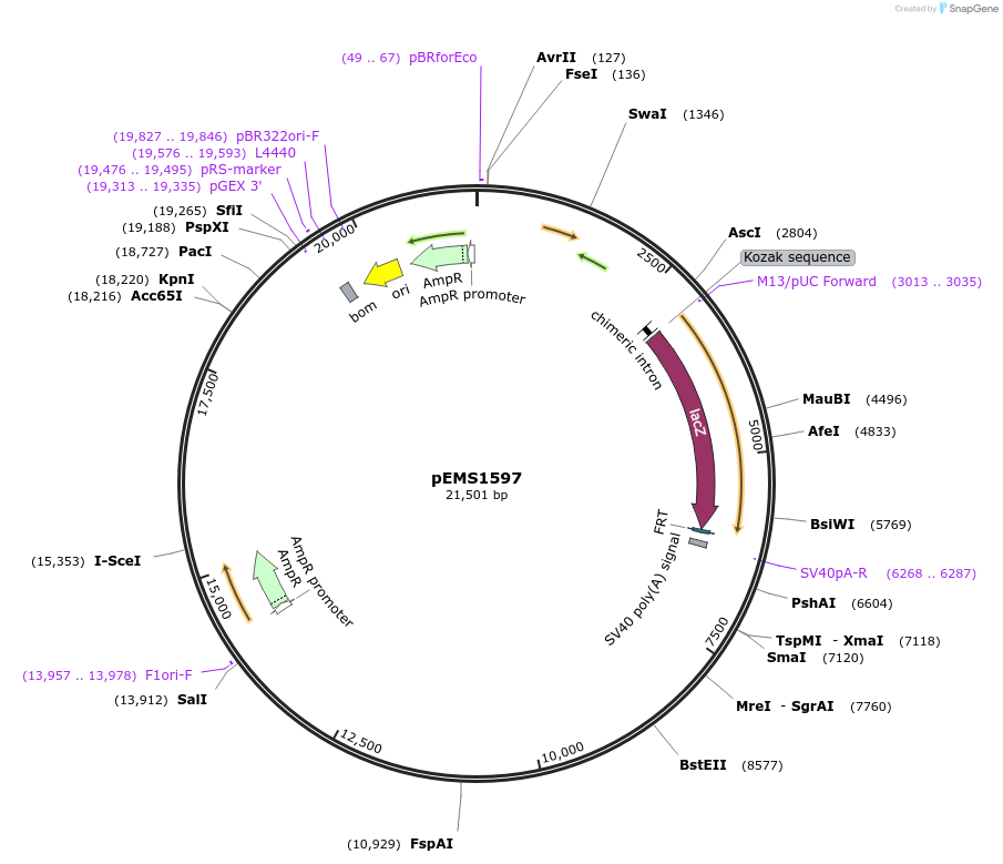 29273-plasmid-map-sequence-id-13688