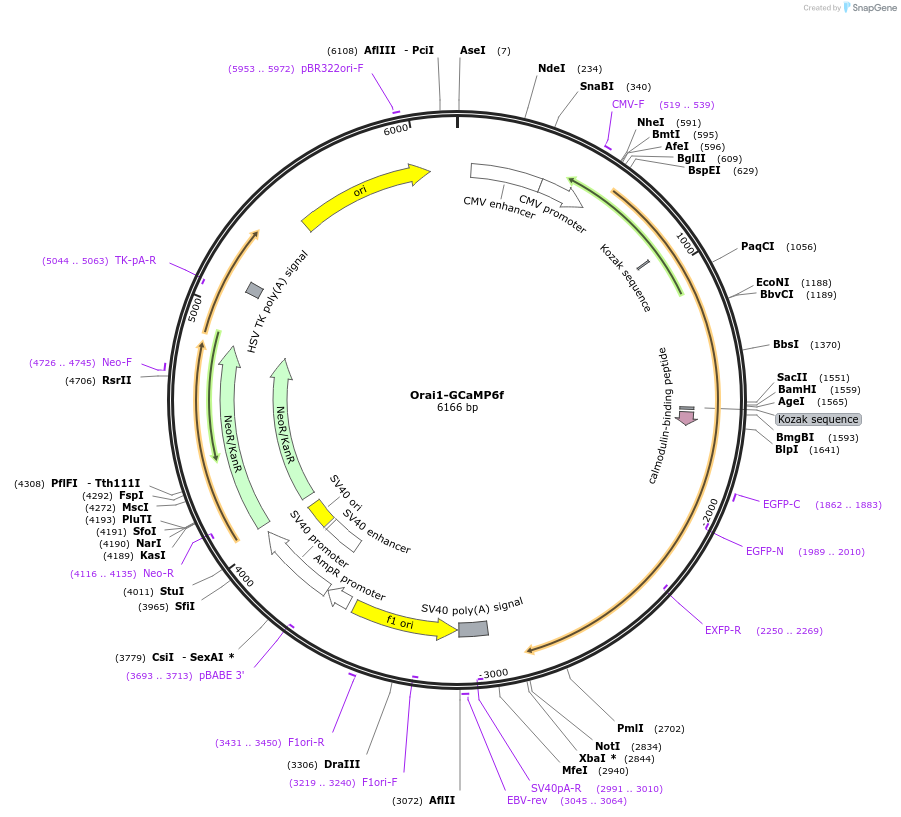 73564-plasmid-map-sequence-id-136889