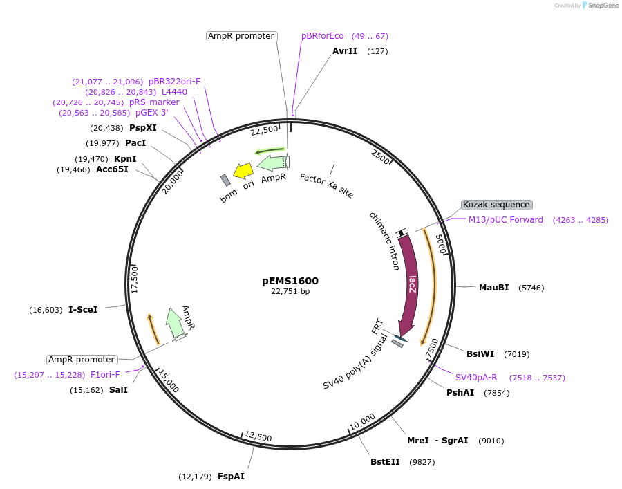 29274-plasmid-map-sequence-id-13689