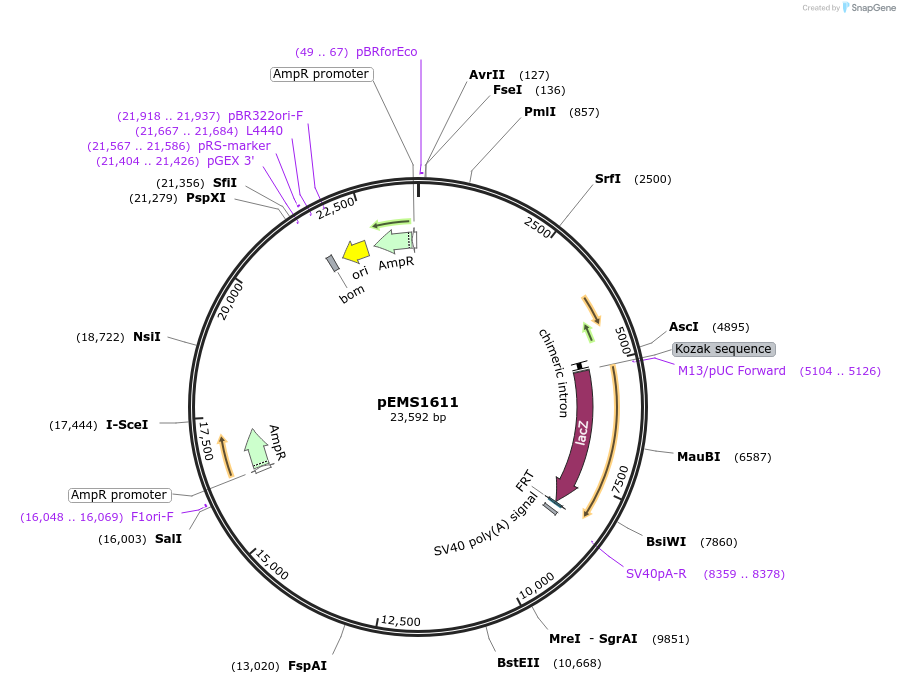29276-plasmid-map-sequence-id-13691