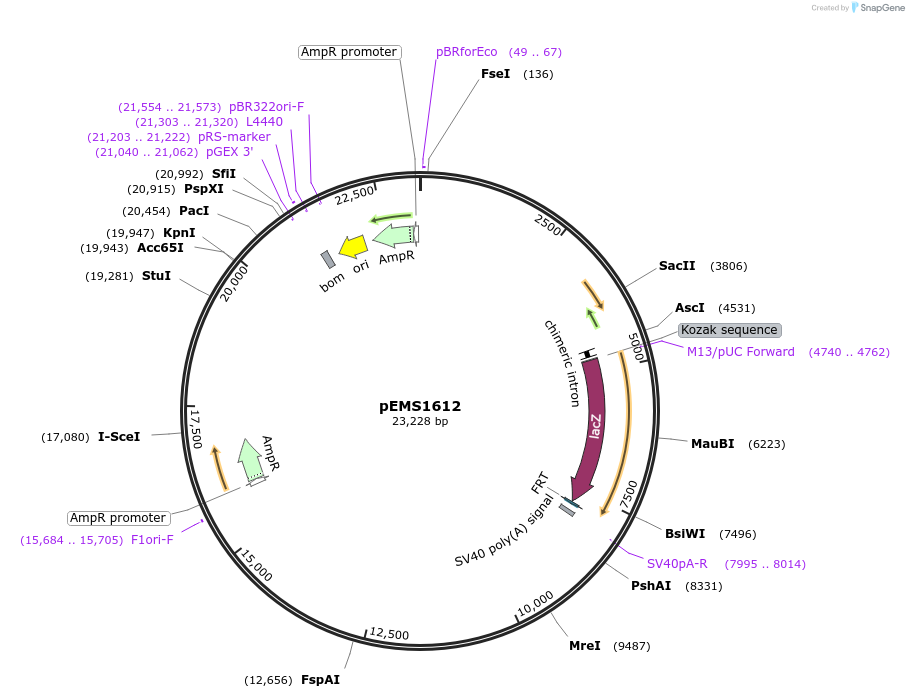 29277-plasmid-map-sequence-id-13692