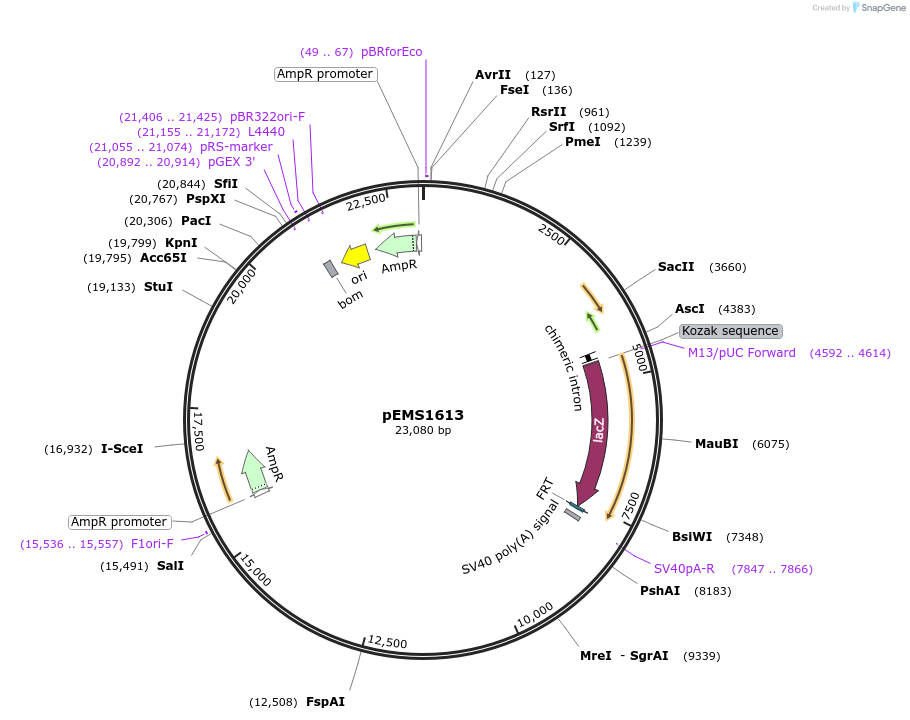 29278-plasmid-map-sequence-id-13693