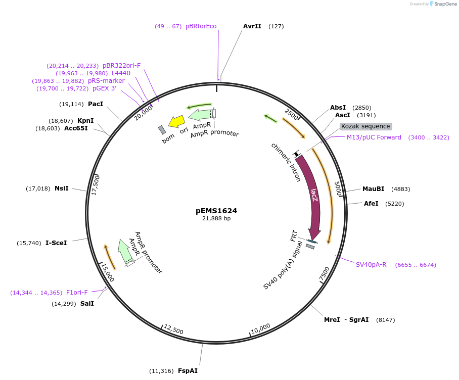 29280-plasmid-map-sequence-id-13695