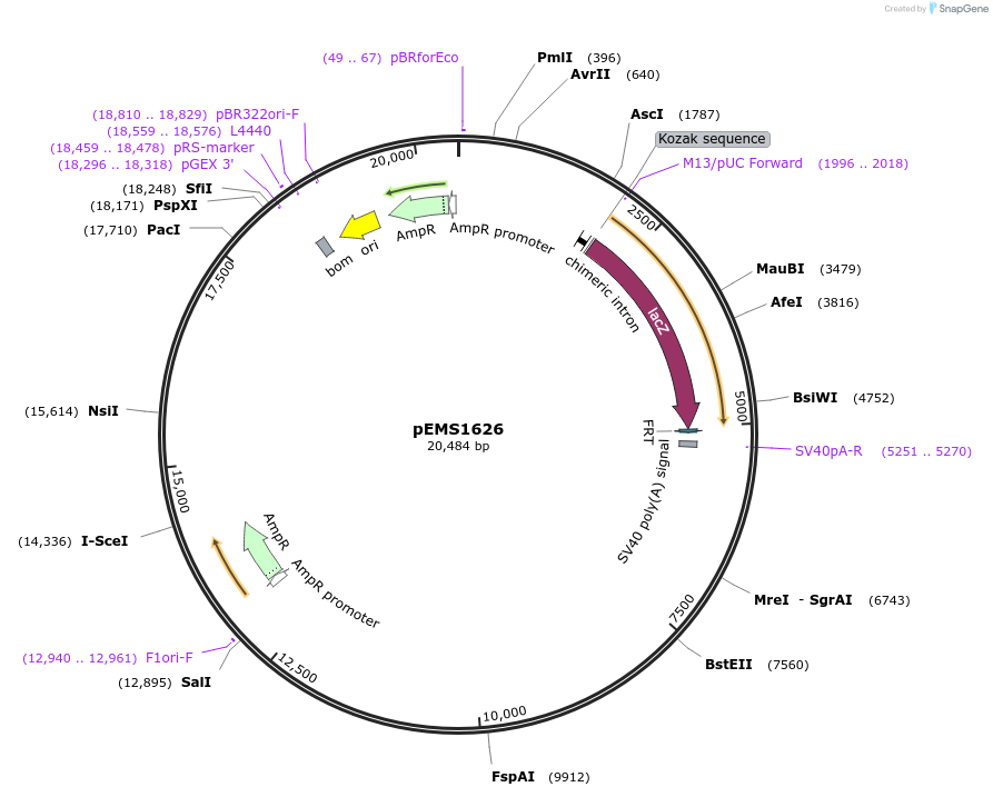 29281-plasmid-map-sequence-id-13696