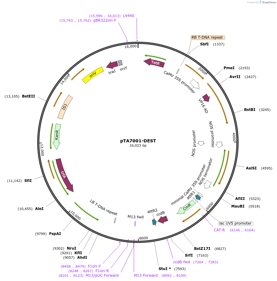 71745-plasmid-map-sequence-id-136974