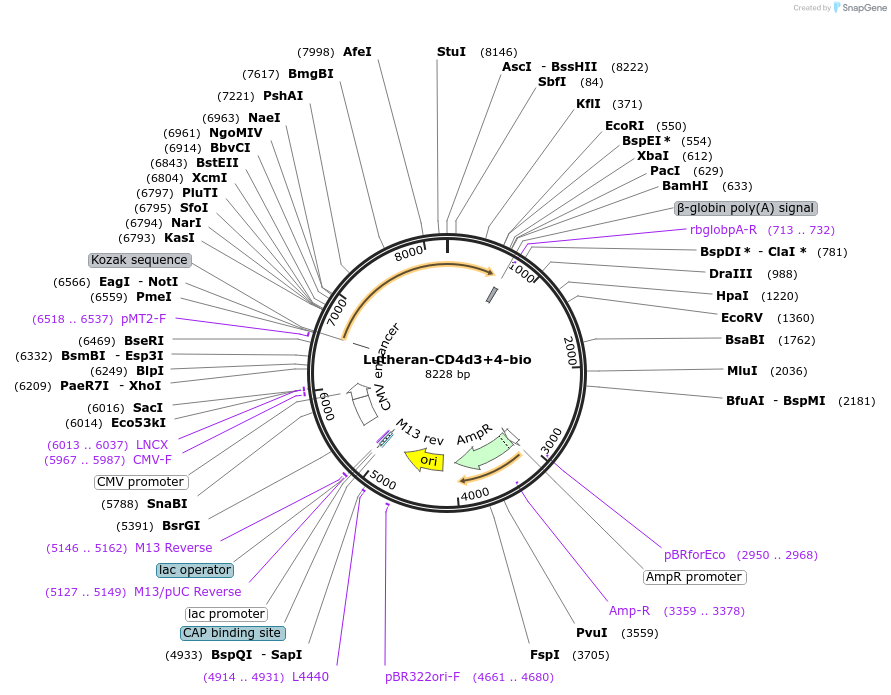 73101-plasmid-map-sequence-id-136979