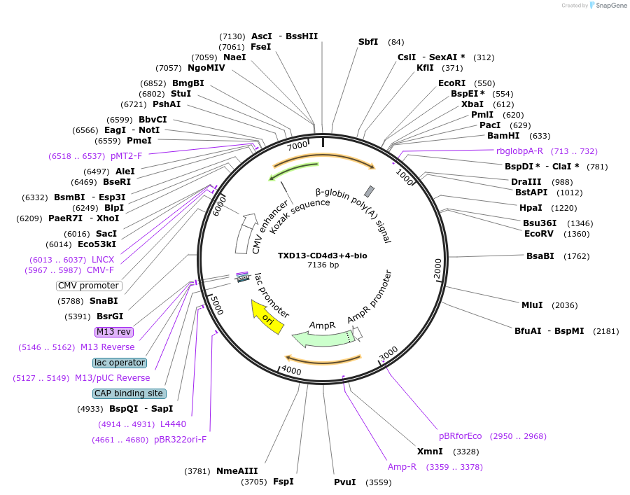 73108-plasmid-map-sequence-id-136986