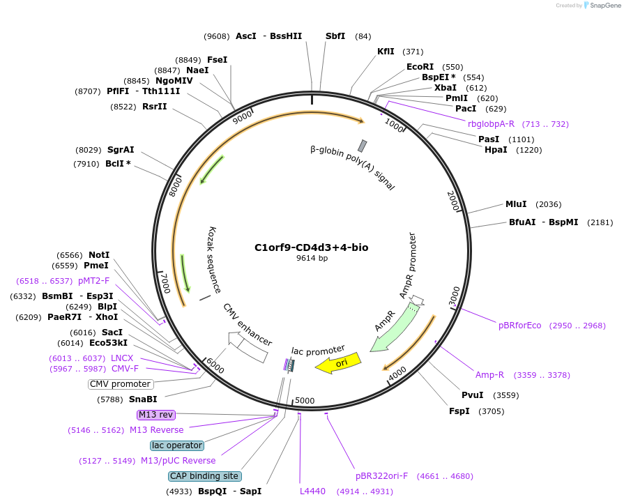 73109-plasmid-map-sequence-id-136992