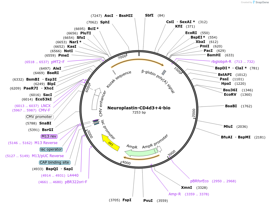 73111-plasmid-map-sequence-id-136994