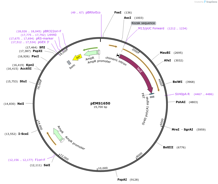 29285-plasmid-map-sequence-id-13700