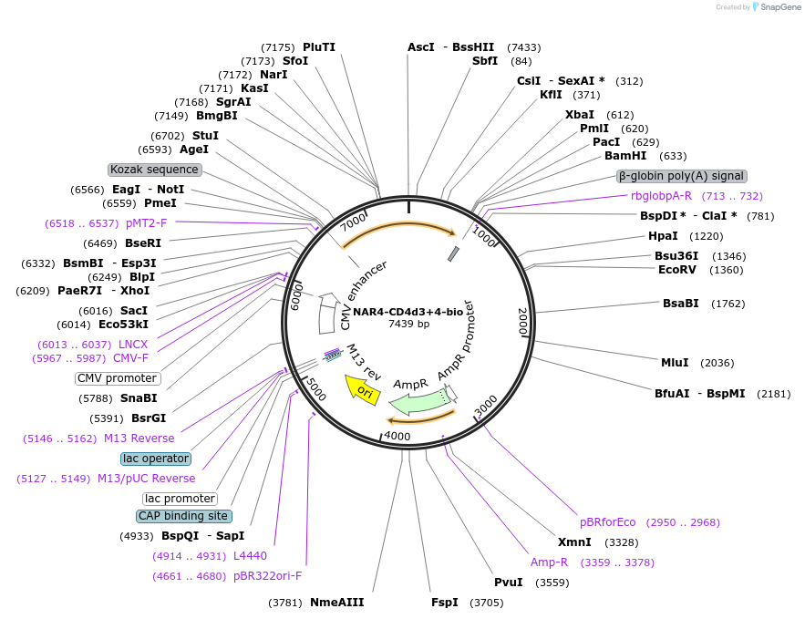 73118-plasmid-map-sequence-id-137009