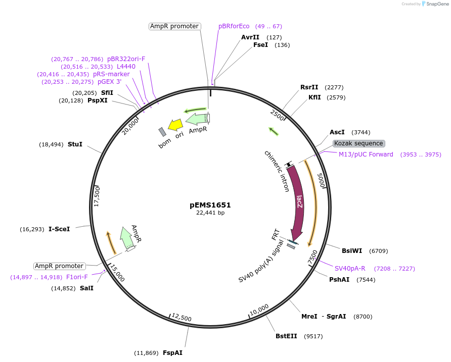 29286-plasmid-map-sequence-id-13701