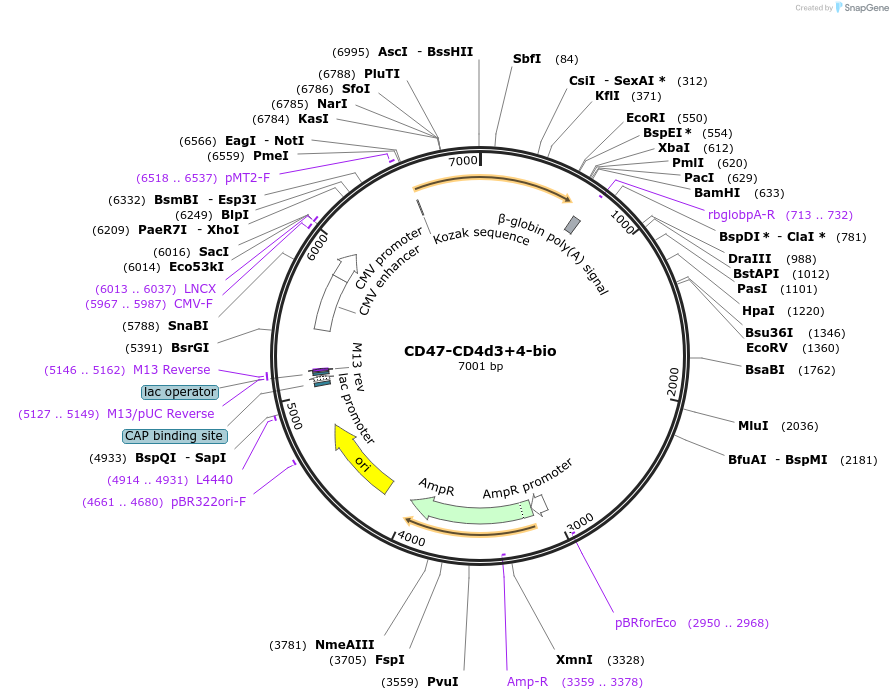 137020_map