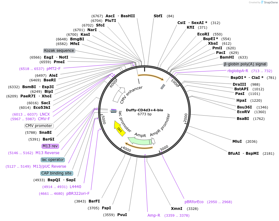 73122-plasmid-map-sequence-id-137023
