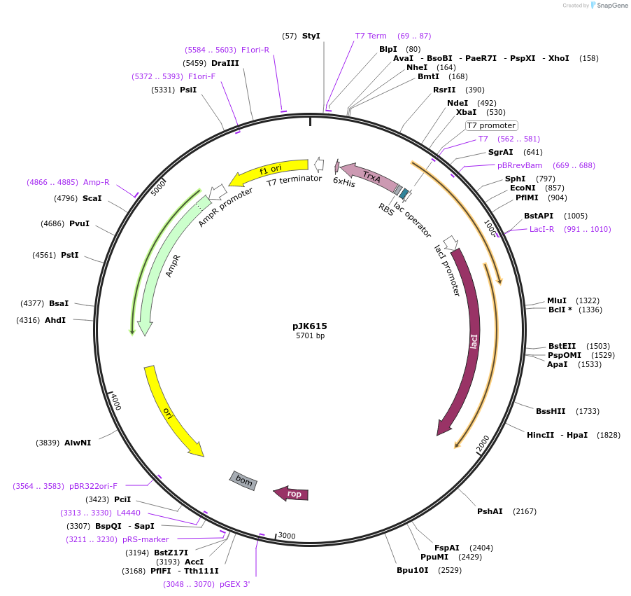 71699-plasmid-map-sequence-id-137034