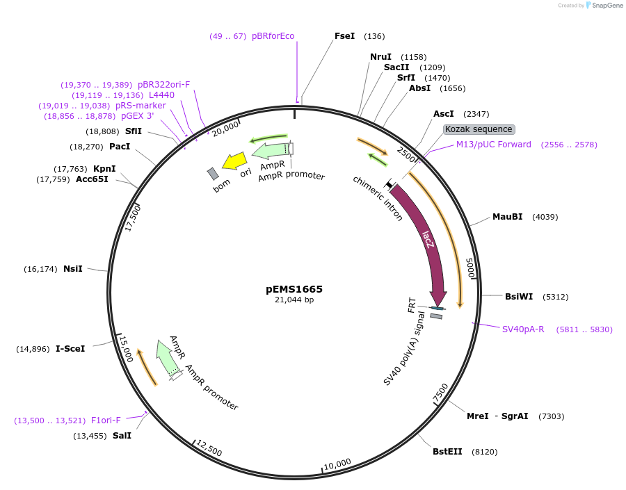 29289-plasmid-map-sequence-id-13704
