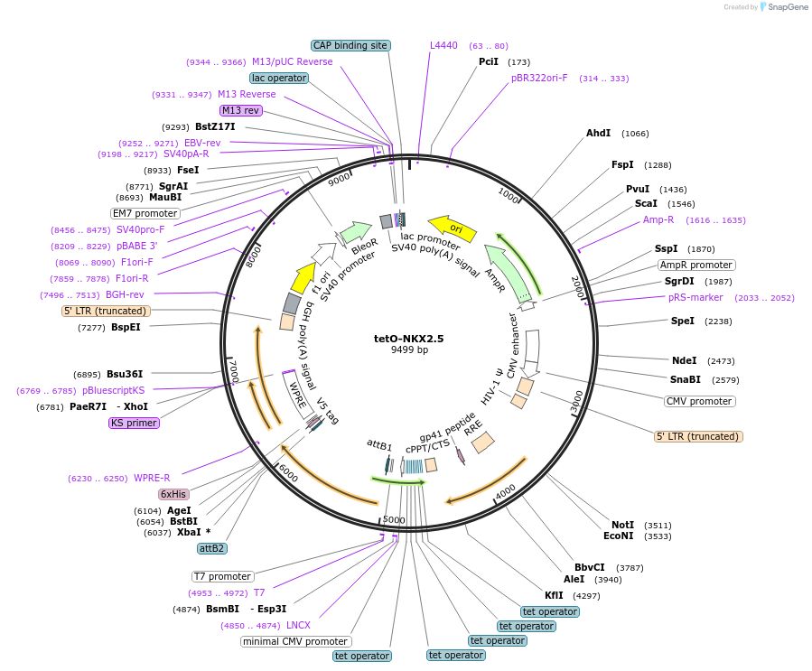 46029-plasmid-map-sequence-id-137062