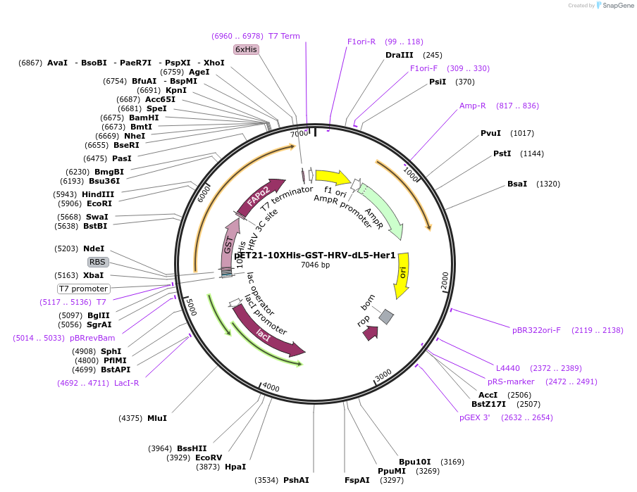 73215-plasmid-map-sequence-id-137064