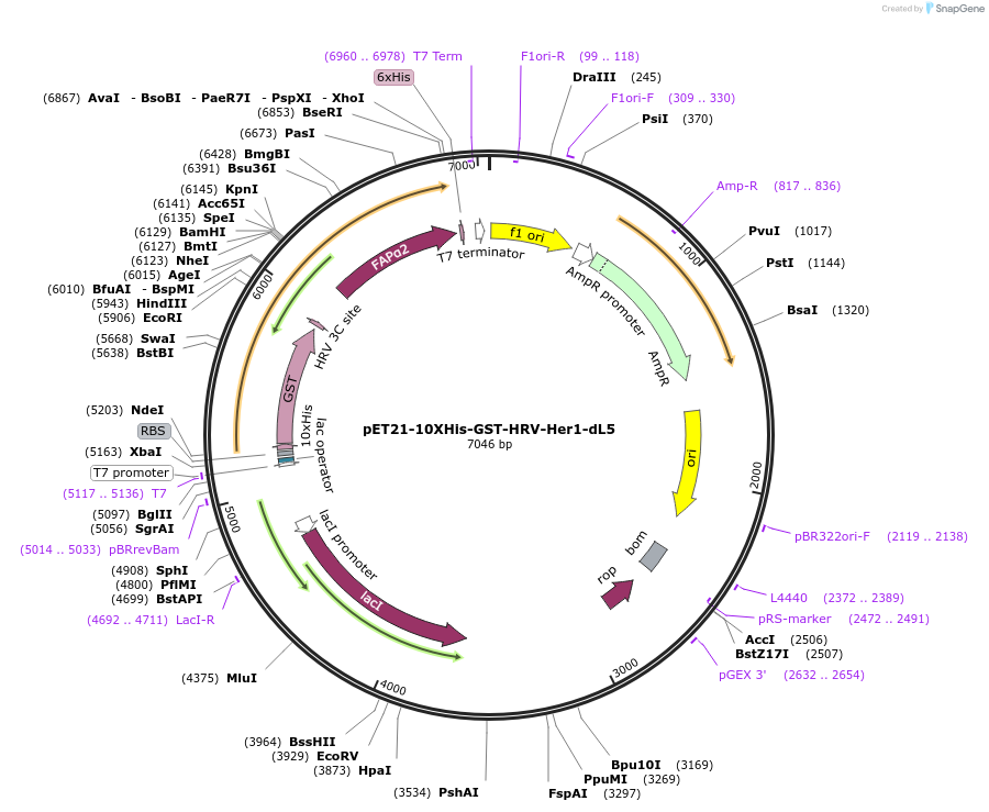 73216-plasmid-map-sequence-id-137065