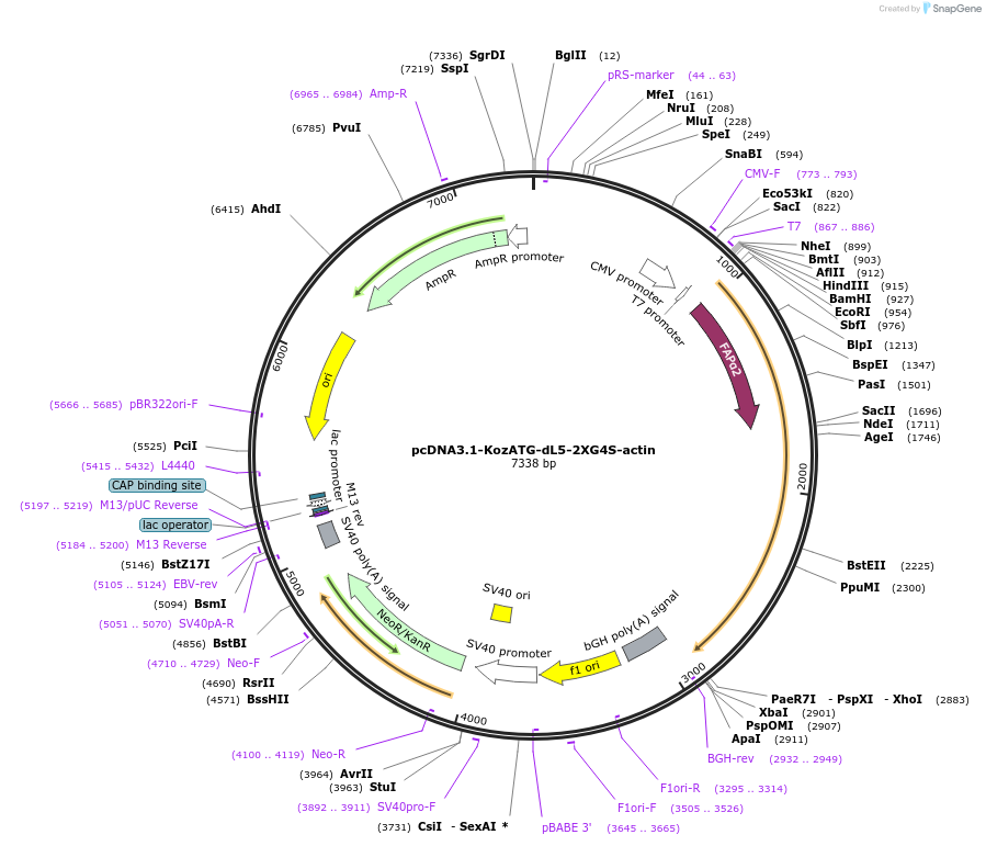 73262-plasmid-map-sequence-id-137068