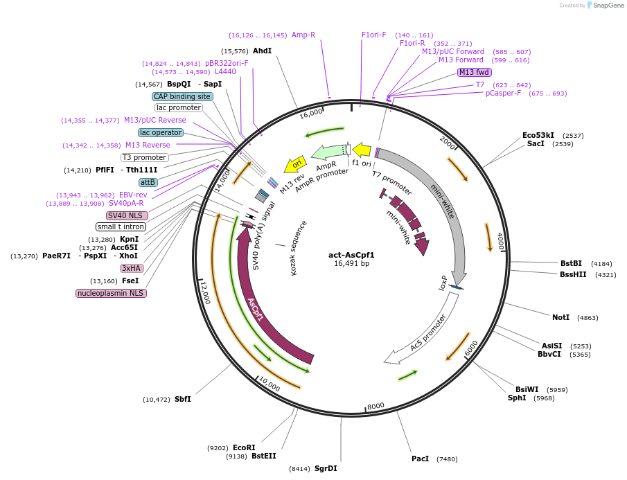 73917-plasmid-map-sequence-id-137074