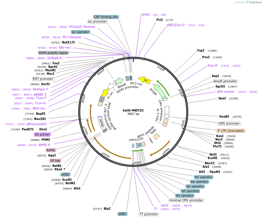 46031-plasmid-map-sequence-id-137076