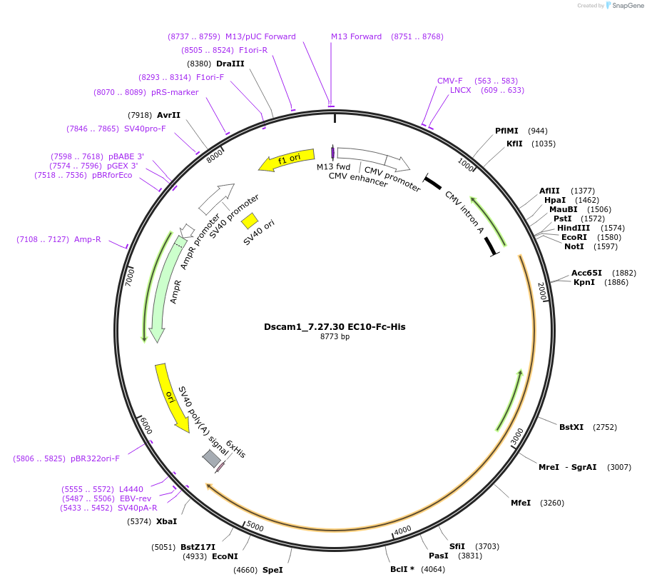 137081_map