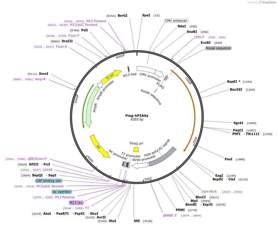15208-plasmid-map-sequence-id-137084
