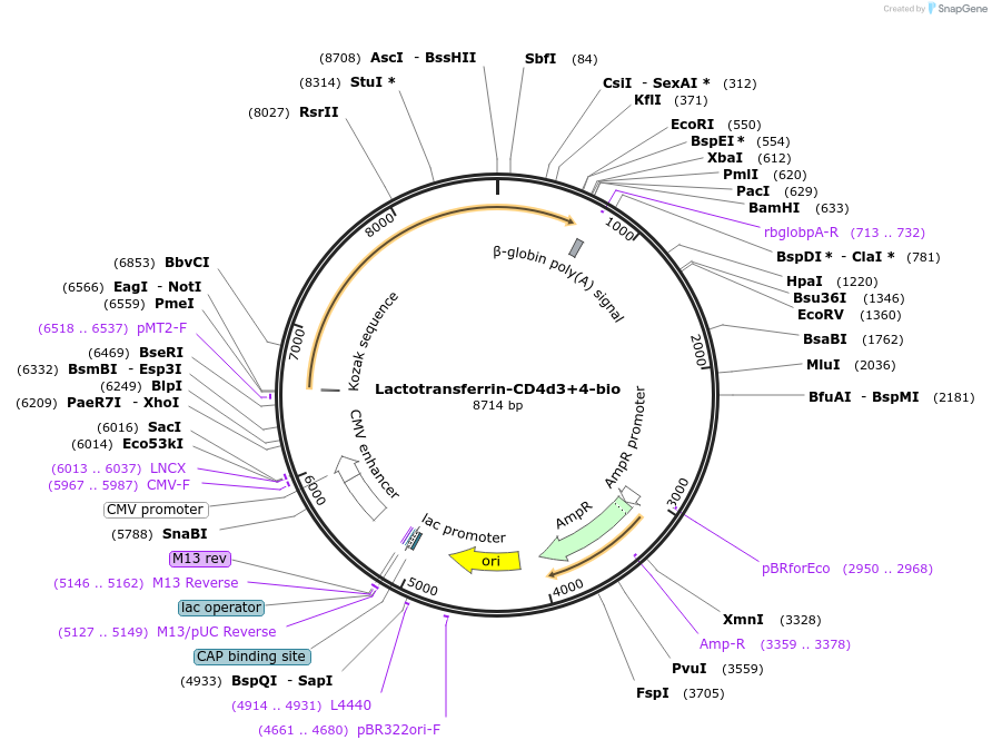 73124-plasmid-map-sequence-id-137102