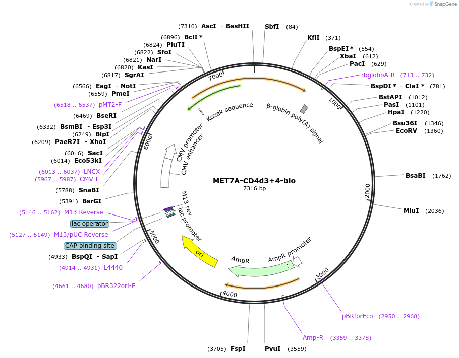 73127-plasmid-map-sequence-id-137105