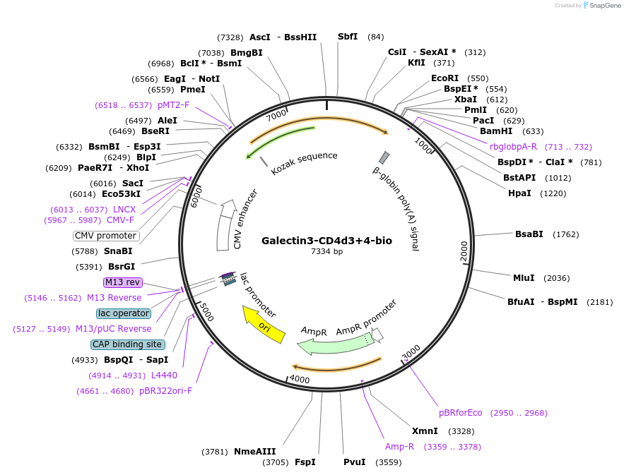 137106_map