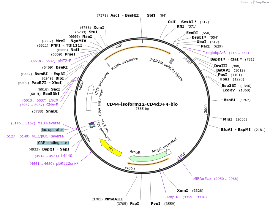 73130-plasmid-map-sequence-id-137110