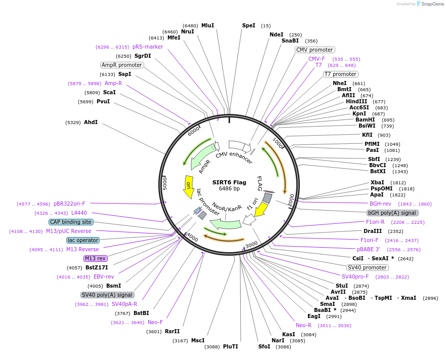 13817-plasmid-map-sequence-id-137158