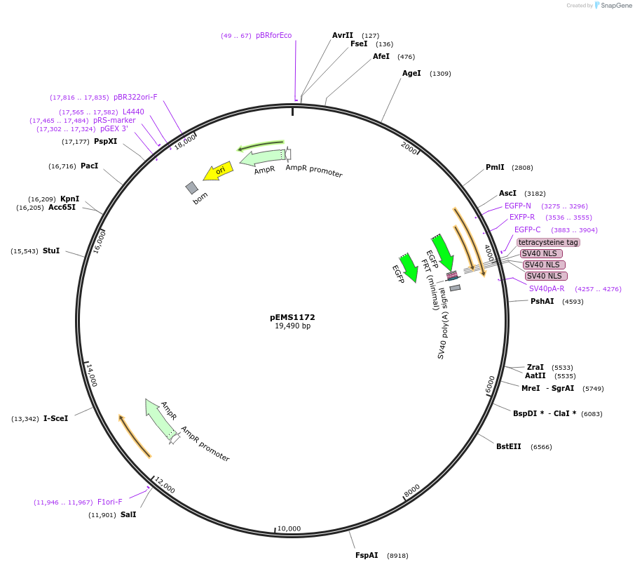 29301-plasmid-map-sequence-id-13716