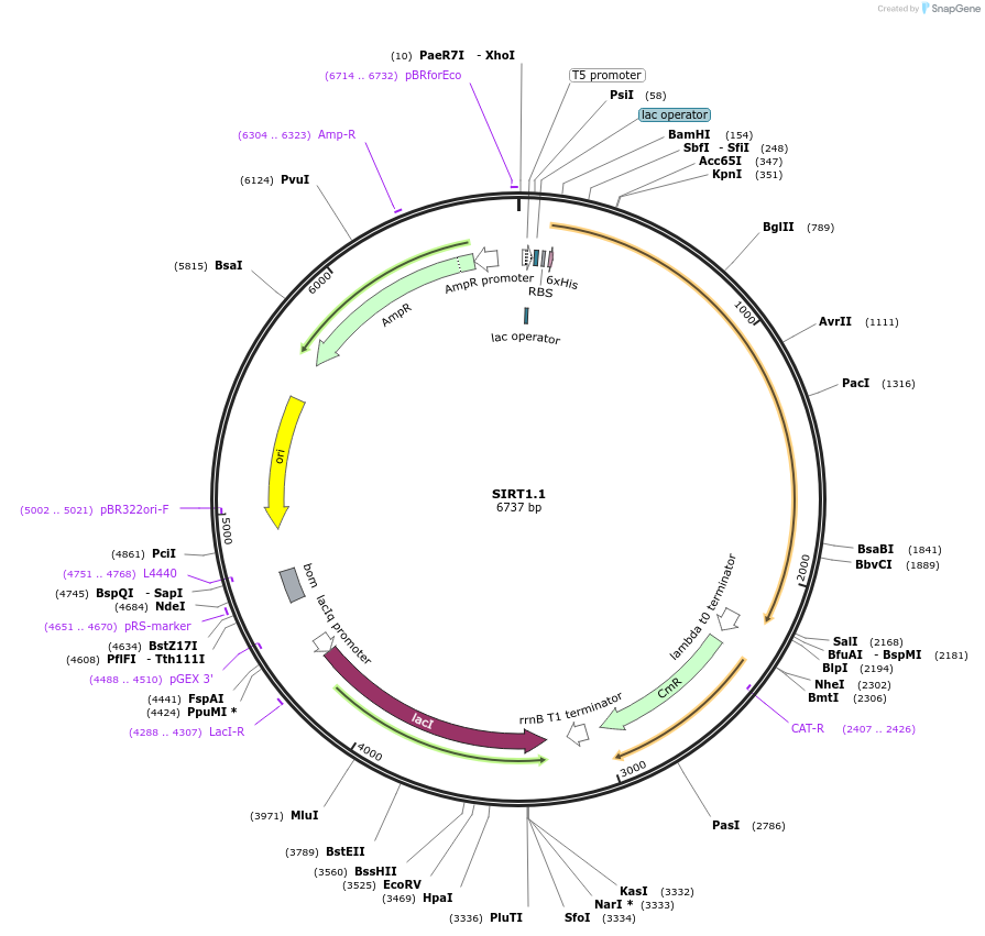 13735-plasmid-map-sequence-id-137164
