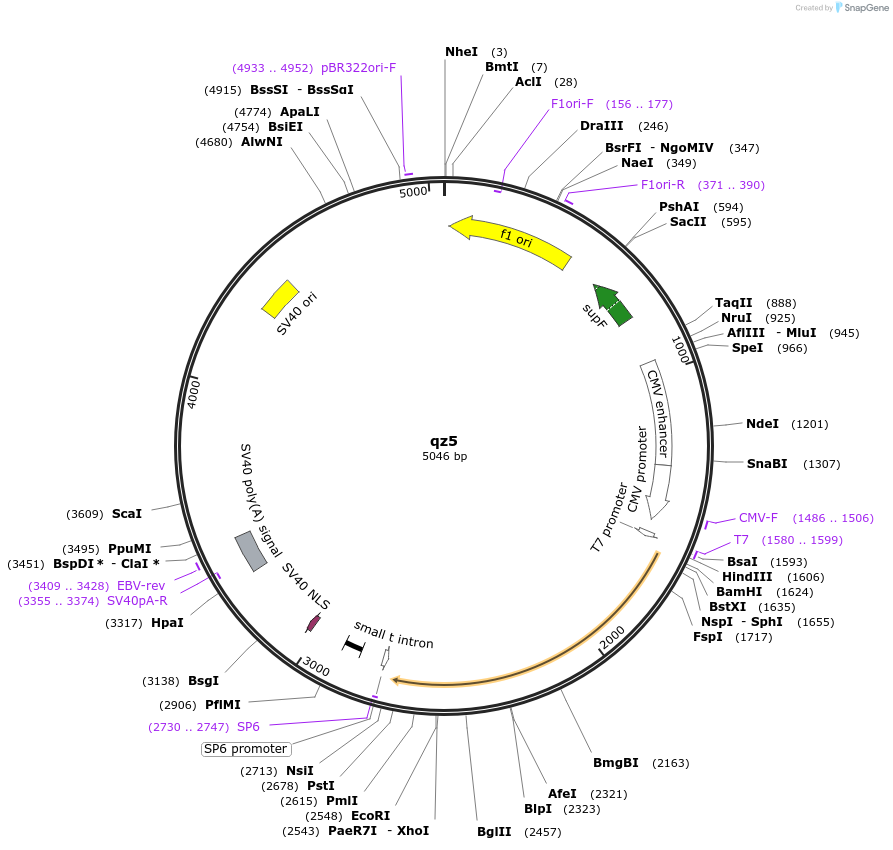 25867-plasmid-map-sequence-id-137168