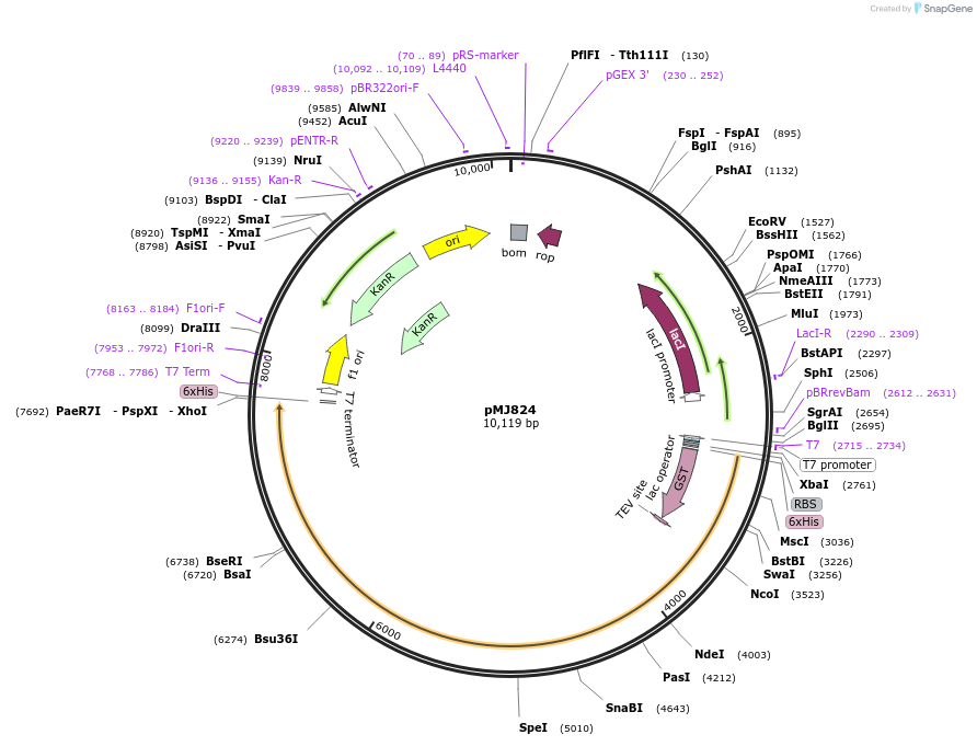 39314-plasmid-map-sequence-id-137169