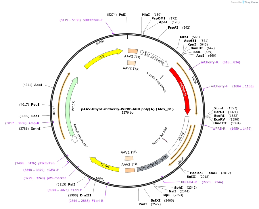 71650-plasmid-map-sequence-id-137182