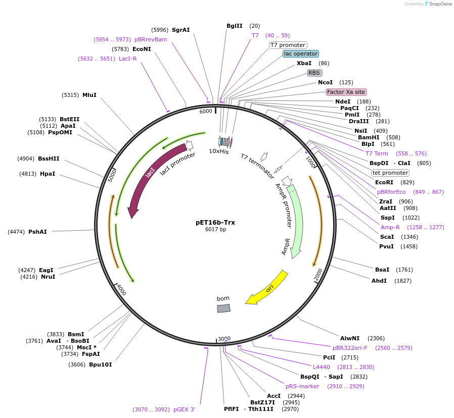 36944-plasmid-map-sequence-id-137186