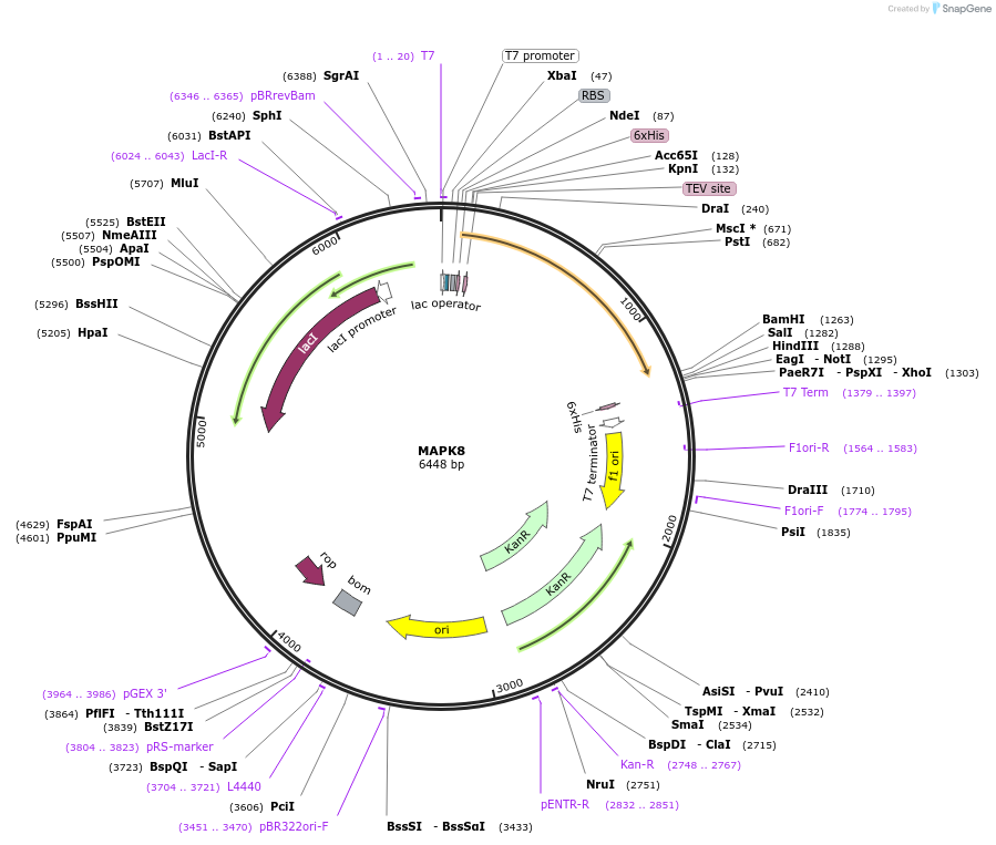 73236-plasmid-map-sequence-id-137188