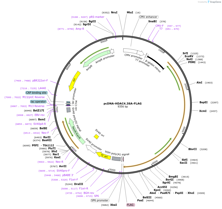 30486-plasmid-map-sequence-id-137189