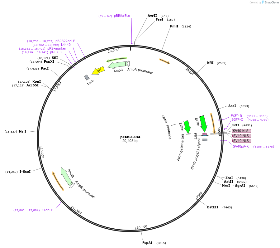 29304-plasmid-map-sequence-id-13719