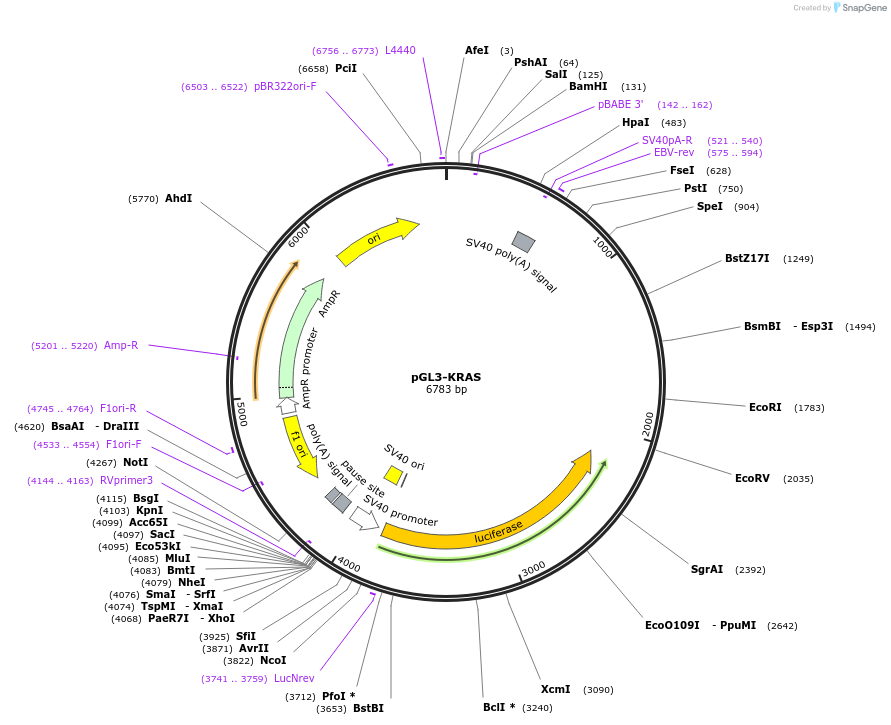 13919-plasmid-map-sequence-id-137193