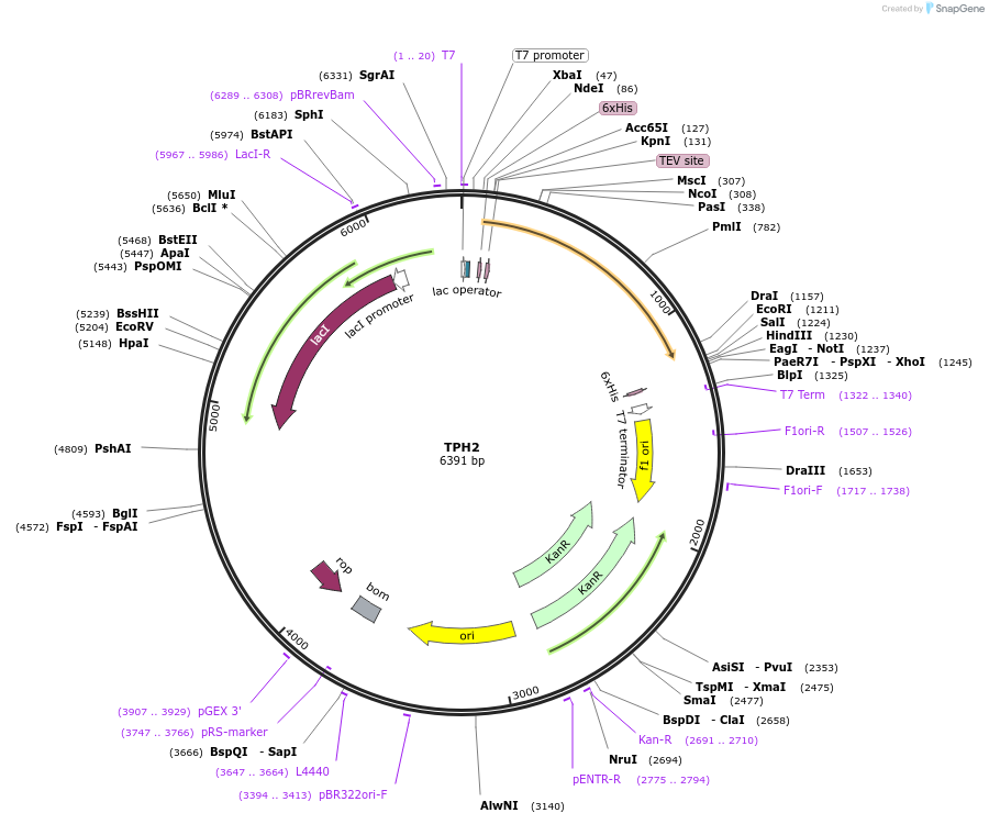 73243-plasmid-map-sequence-id-137195