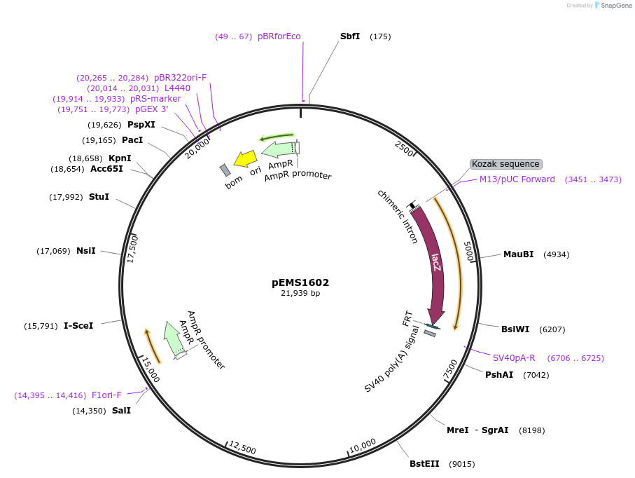 29305-plasmid-map-sequence-id-13720
