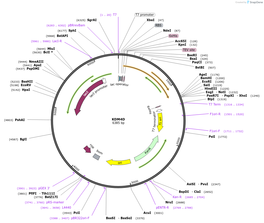 73247-plasmid-map-sequence-id-137202