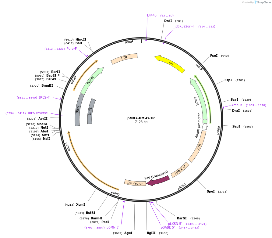 46645-plasmid-map-sequence-id-137204