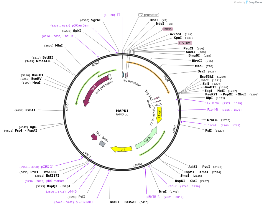 73248-plasmid-map-sequence-id-137205