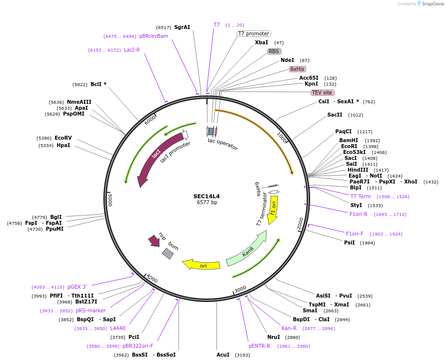 73233-plasmid-map-sequence-id-137211