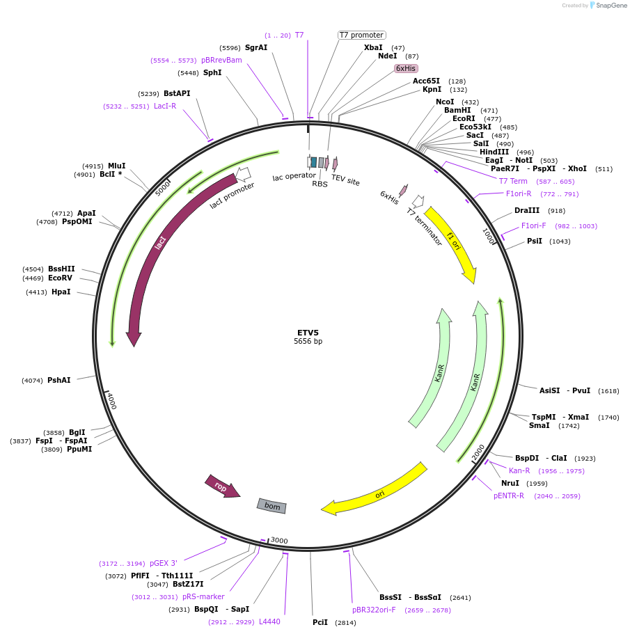 73234-plasmid-map-sequence-id-137216